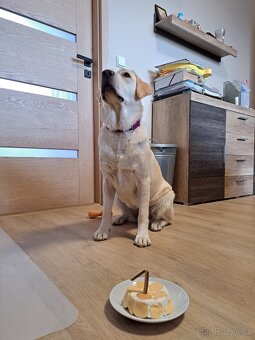 Labrador na krytí - 3