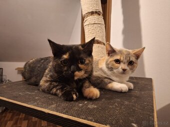 Skotské klapouché holčičky Straight ❣️ - 3