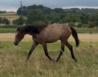 Prodáme 1,5 letou klisnu Českého teplokrevníka, ČT - 3