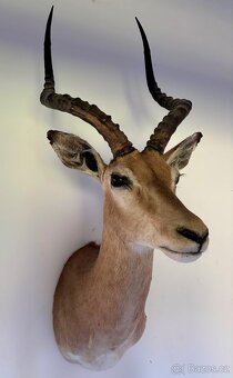 Nádherná Lovecká Trofej - IMPALA Afrika - TOP - 3