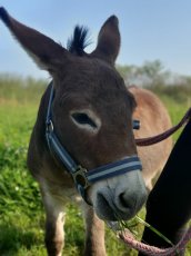 Miniaturní středozemní osel - mini oslík - 3