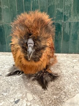 Hedvabnicka USA kohoutek - 3