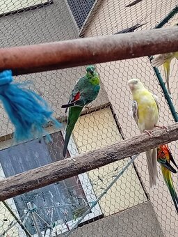 Papoušek zpěvavý - 3