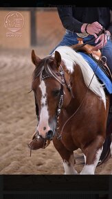 Připouštění jedinečným APH hřebcem HB Keenshow Rooster - 3