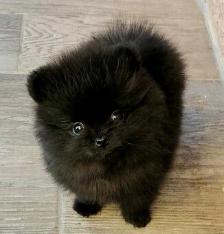 pomeraniany - 3