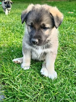 Štěňata Borderkolie a Labradora - 3