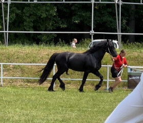 Připouštění černým hřebcem Welsh Cob D - rok 2025 - 3