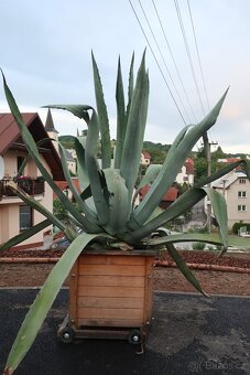 kaktus agave americka - 3