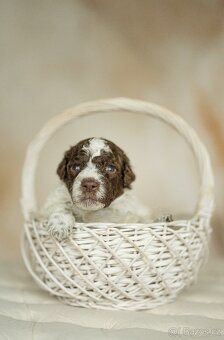 Lagotto Romagnolo s PP - 3