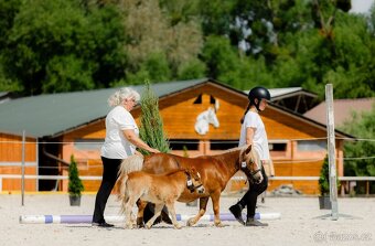 Shetland pony v mini typu- hřebečci - 3
