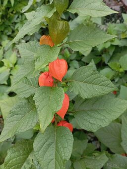 Mochyně židovská - trvalka odkopky trvalek - 3