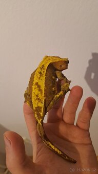 Pagekon řasnatý (Correlophus ciliatus) - 3