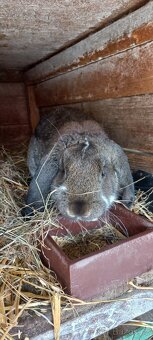 Francouzský  beran - 3