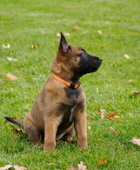 Belgický ovčák malinois s PP - 3
