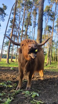 Skotský náhorní skot - 3