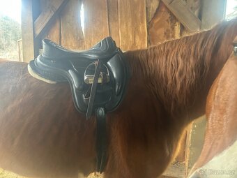 Bezkostrové sedlo - 3