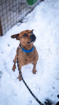 Baroš - mini kříženec bull, aktivní, 7 let - 3