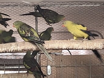 Papoušek horský kouřový - 3