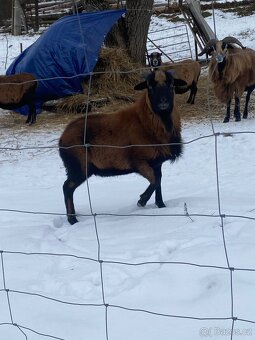 Kamerunský beran - 3