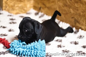 Stafordšírský bulteriér s PP - fenka - 3