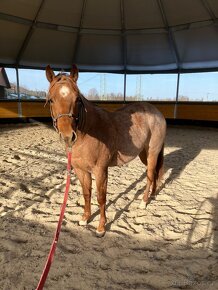Top valach AQH se roan - 3