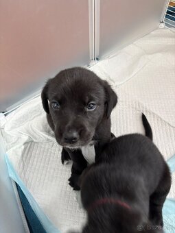 Štěňátka- Border Kolie/Labradorský Retrívr - 3