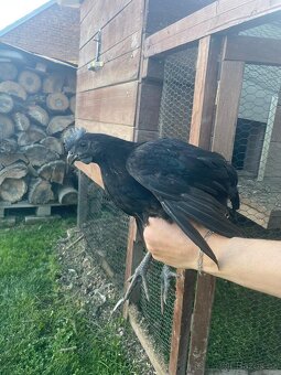 Kohouti araukana levandulová a ayam cemani - 3