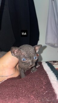 Kanadský Sphynx kaťata bez pp - 3