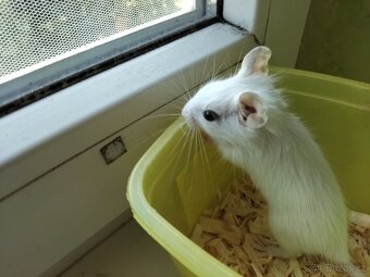 Osmák degu - 3