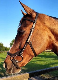 Uzdečka typu Micklem - 3