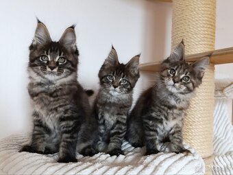 Mainská mývalí koťátka s PP - 3