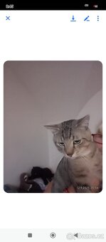 Krásný x bengálský kocour - 3