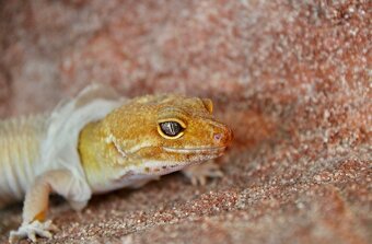 Gekončíci noční s vybaveným teráriem - 3