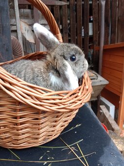 Zakrslý králíčci - beránci - 3