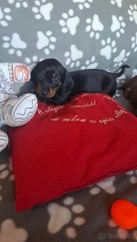 Jezevčík trpasličí - 3