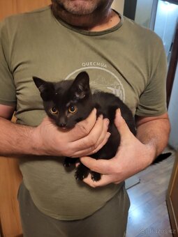 Darujeme koťátka - 3