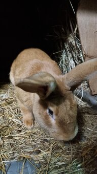 Prodám samce králíka do chovu - 3