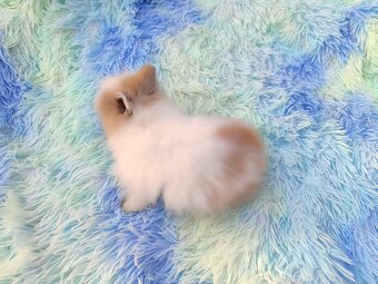 Zakrslý teddy králík - 3