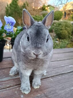 Zakrslý rexík činčilový - 3