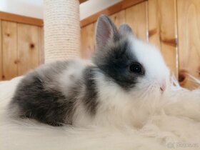 Zakrslý teddy králík - očkovaná mláďata teddíci - 3