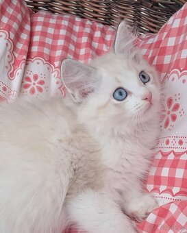 Koťátka ragdoll s PP - 3