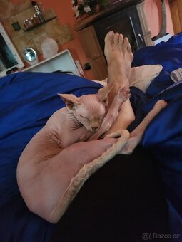 Sphynx - 3