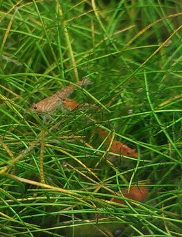 Krevetky neocaridina mix - 3