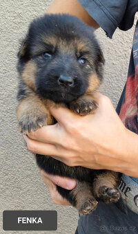 Německý ovčák-štěňátka typ Rex k rezervaci-odběr říjen - 3