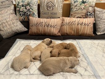 Prodam štěňata zlateho retrivra - 3