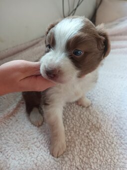 Australský ovčák bez PP - 3