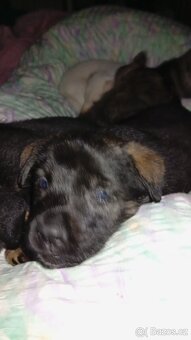 Prodám štěňata křížence německého ovčáka - 3