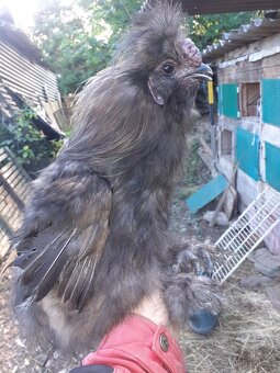 Kohout Hedvábničky - 3