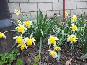 Narcis cibulky - květiny - 3