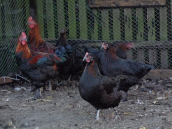 Kuřátka a slepičky na barevná vajička - 3